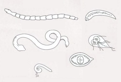 Паразитические черви рисунки