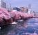 일본: 벚꽃이 필 때